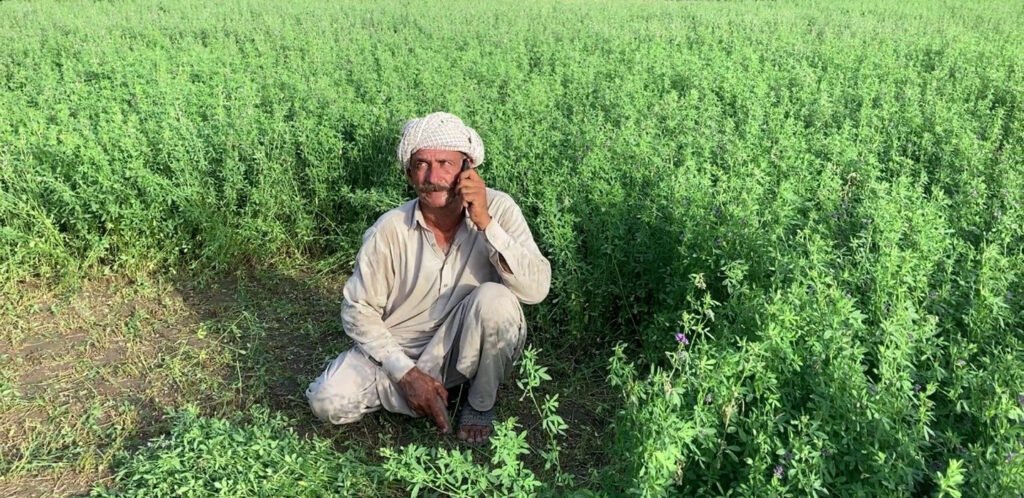 Pakistan’s Agricultural Might: From National Breadbasket to Global Supplier